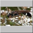 Mellinus crabroneus - Grabwespe m01 11mm - OS-Wallenhorst Sandgrube.jpg